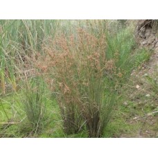 Common Rush Juncus usitatus 1 Plants Grass Hardy Water Pond Grasses